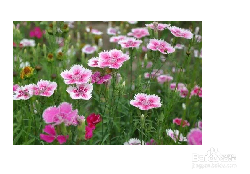 石竹的种植方法和注意事项