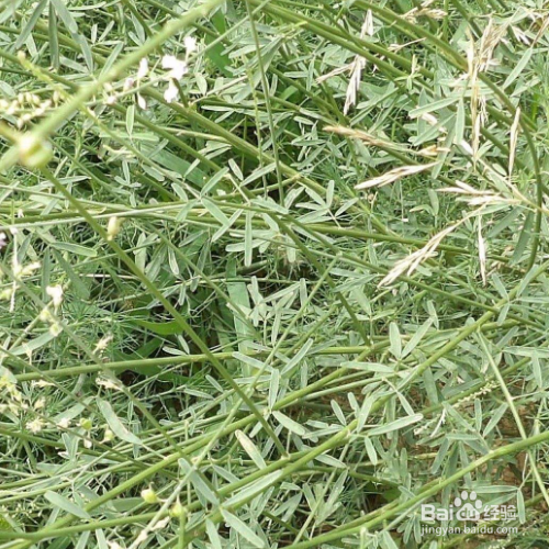让杂草快速腐烂方法
