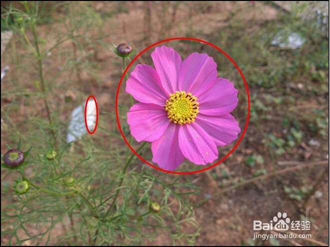 使用 Camera Raw 提高照片质量