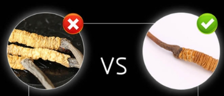 吃冬虫夏草有什么好处