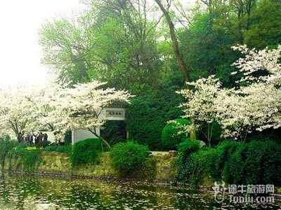 国内赏花攻略——樱花篇