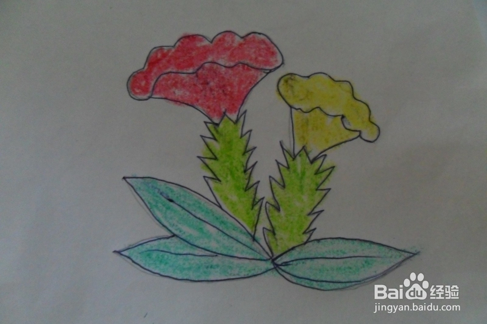 怎么画鸡冠花