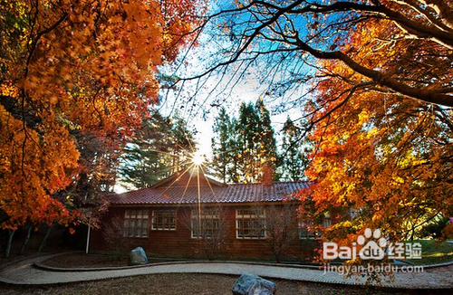 枫红季节：拍枫叶技巧总整理