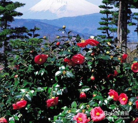 山茶花应该怎样施肥