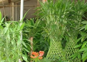 富贵竹如何养护？