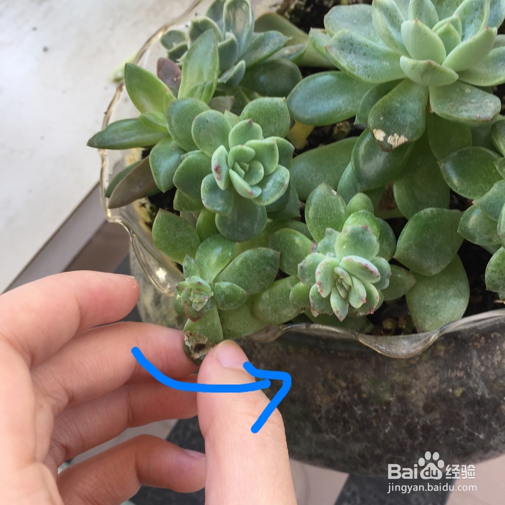 多肉被鸟啄了之后怎么处理