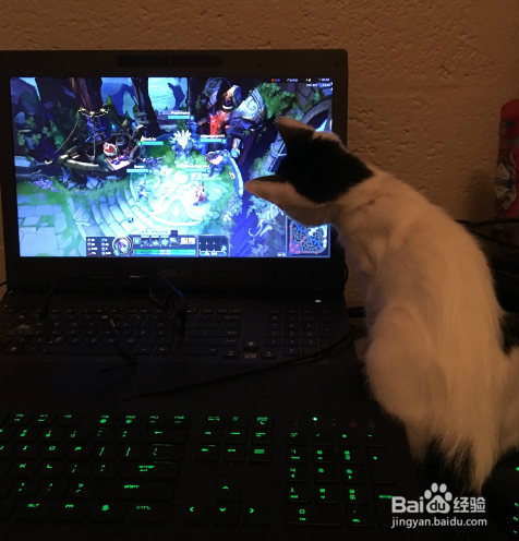 LOL每日一笑电竞小狐狸