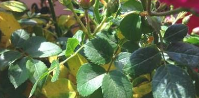 花的叶子为什么变黄