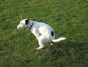 如何训练狗狗变得乖巧，不随地大小便！