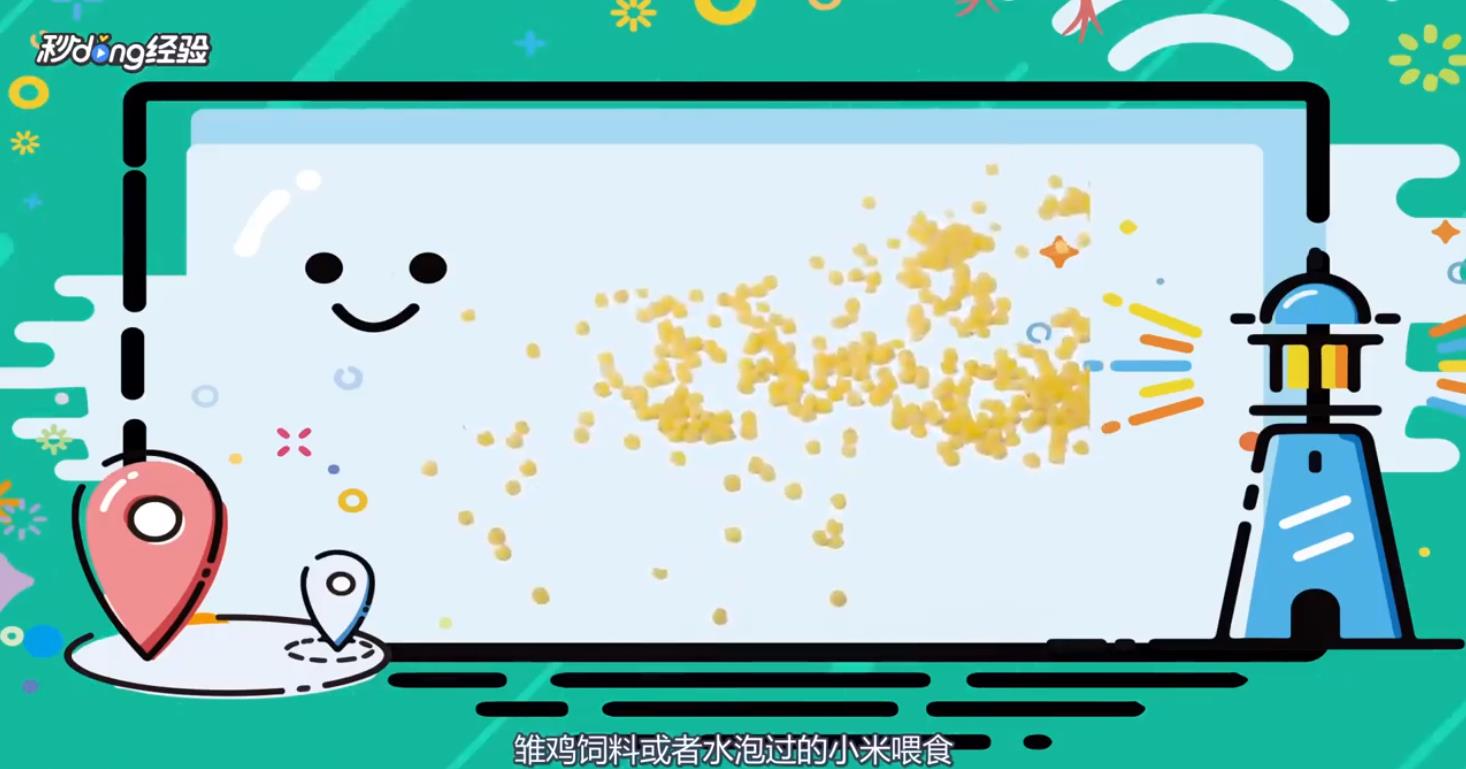 如何救活快死的小鸡呢