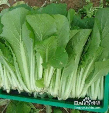 小白菜拌豆芽