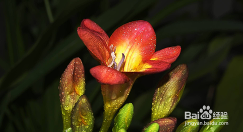 如何养殖香雪兰