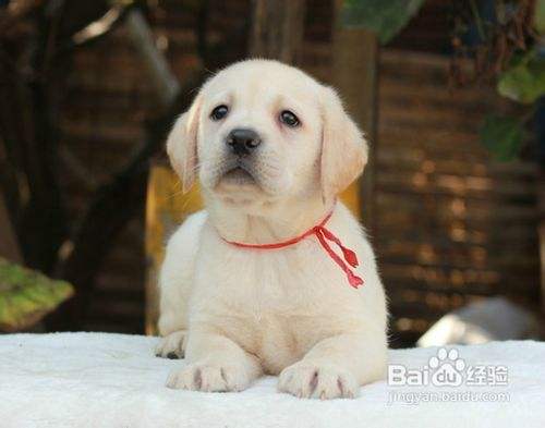 如何应付松狮犬骨折 百度经验 如何应付松狮犬骨折 百度经验
