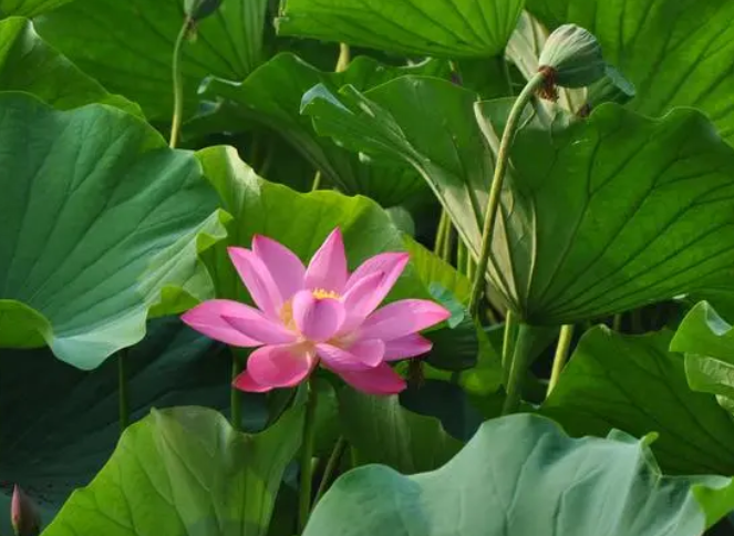 形容五月的句子唯美