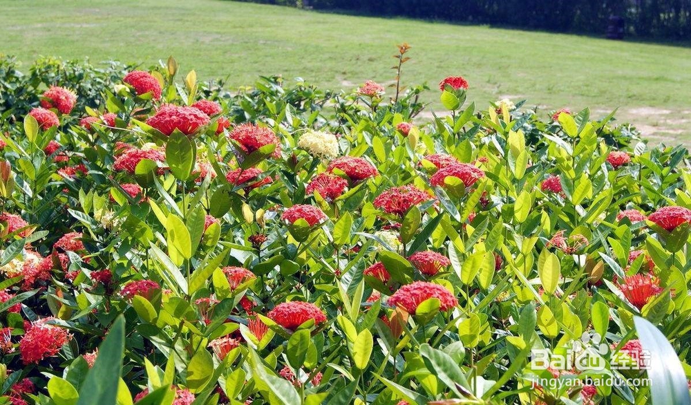 盆栽龙船花的诀窍