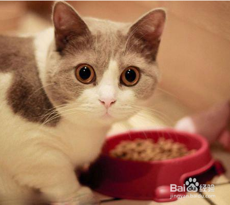猫咪的饮食禁忌有哪些？