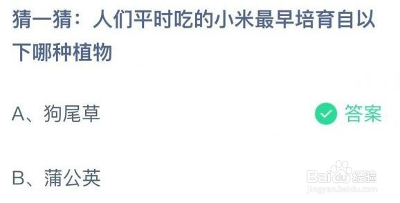 猜一猜人们平时吃的小米最早培育自以下哪种植物