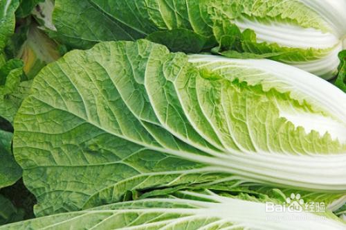 十二月份适合吃什么时令蔬菜