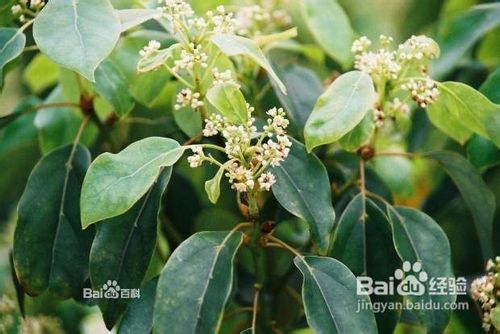 香樟的培育管理要点