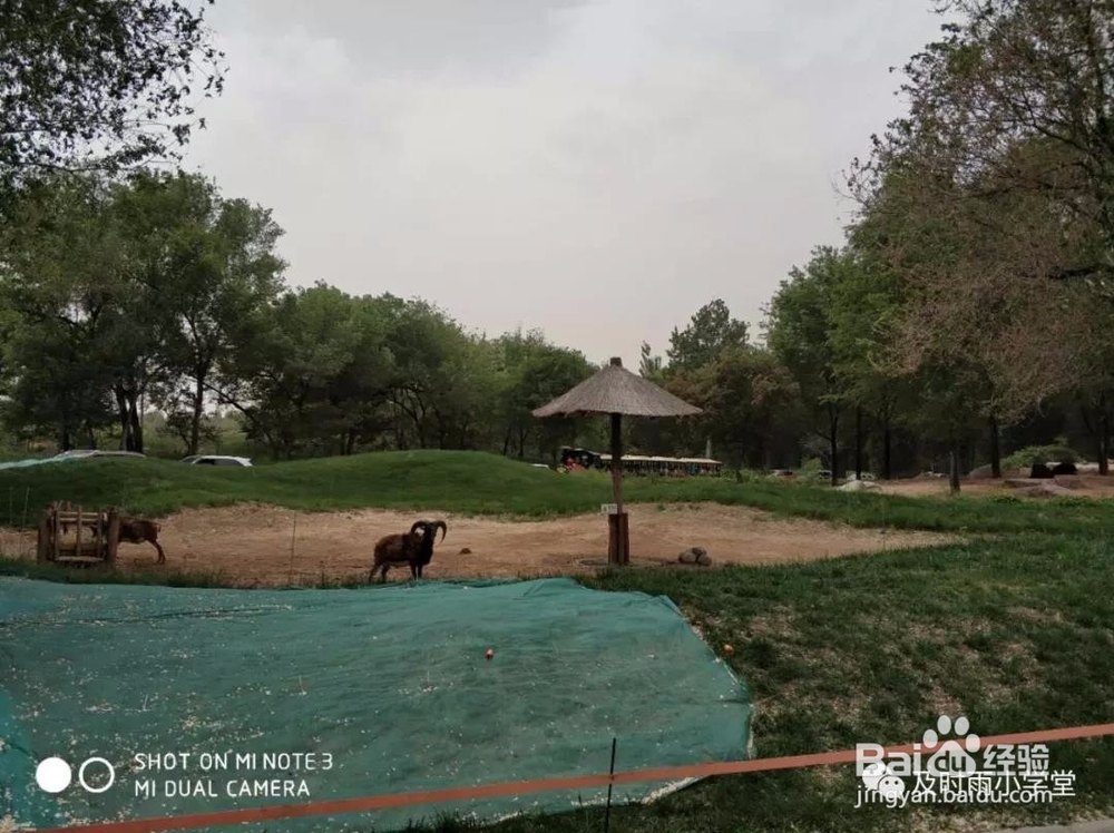 北京野生动物园一日游