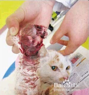 猫猫嘛嘛养猫心得系列：[9]及时医治
