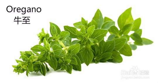 做面包、蛋糕、饼干需要什么食材呢?