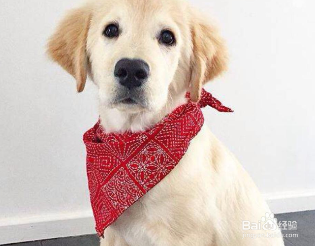 狗毛怎么清理
