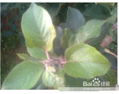 苹果树叶子发黄怎么治