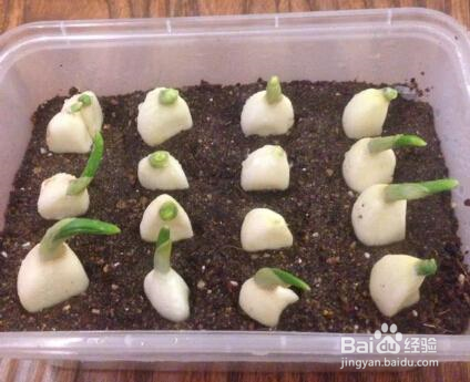 大蒜的种植时间及方法