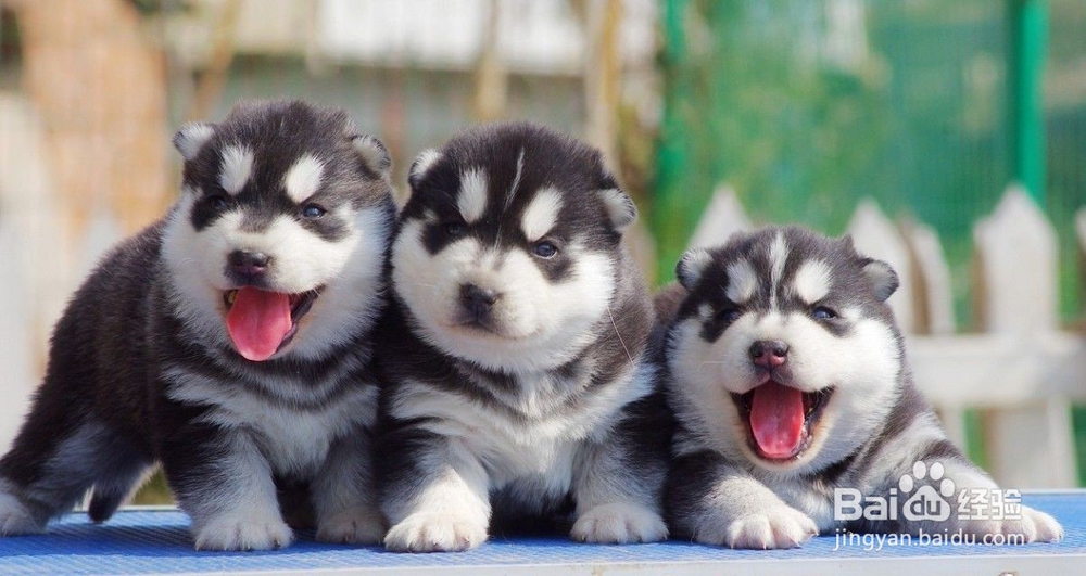 哈士奇幼犬的饲养，学会你就是专业的~