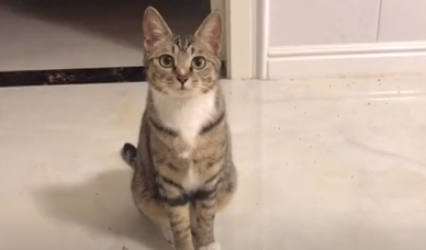 猫咪把你当做父母的五种表现。