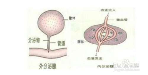 <b>脖子两边长痘痘该怎么办</b>