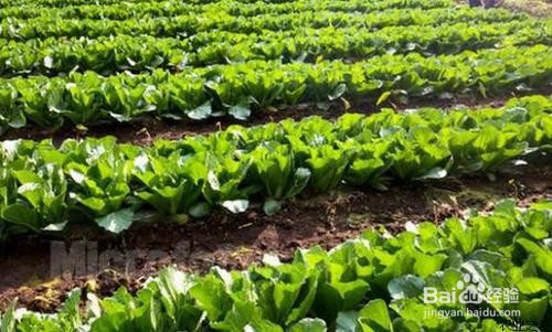 夏季大白菜栽培技术