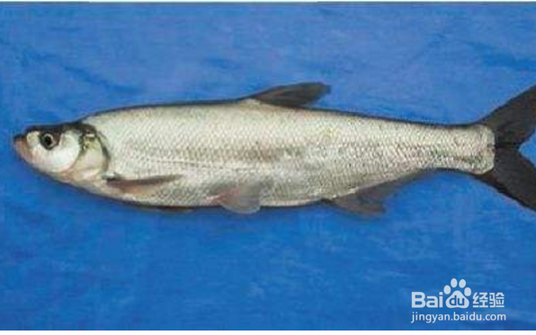 怎样才能钓获更多更大的翘嘴红鲌？