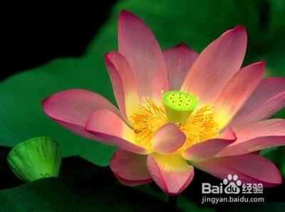 莲花种植及莲花种子种植的方法