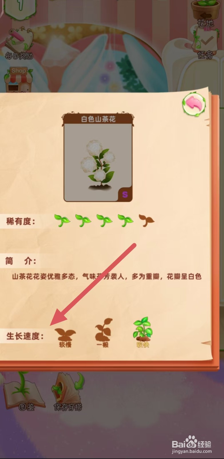 花花姑娘怎么查看白色山茶花的生长速度