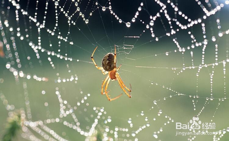 蜘蛛织网第一根线是怎么拉的