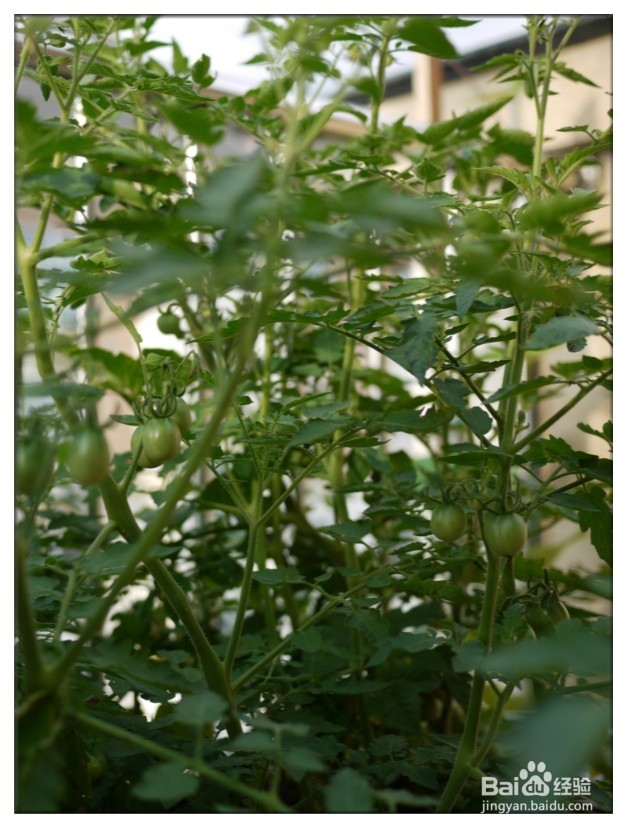 家庭怎样种植食用番茄？