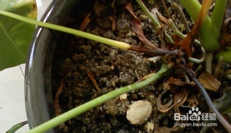 火鹤花和红掌区别是什么