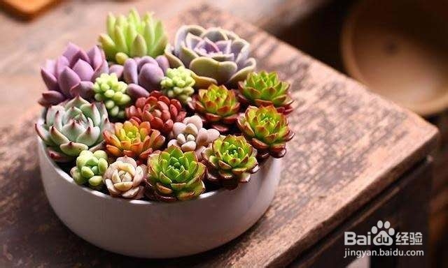 这几种植物,就算是忘记浇水都可以生长得很好