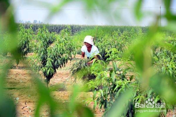 回农村创业，如何能赚到第一桶金