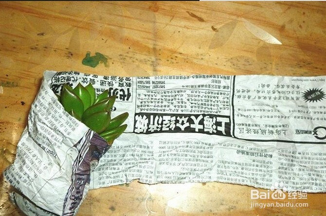 多肉植物叶片发软的原因