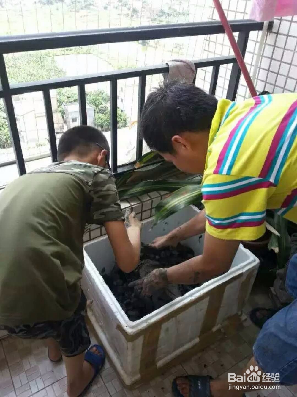 怎样将阳台变成私家小菜园