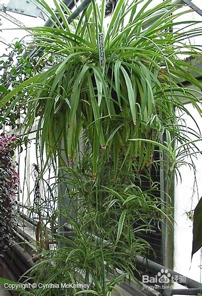 室内甲醛含量超标怎么办,甲醛检测有什么好方法