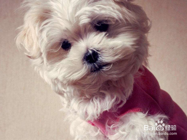 如何挑选优质小马尔济斯犬