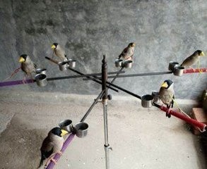 梧桐鸟怎样挑选