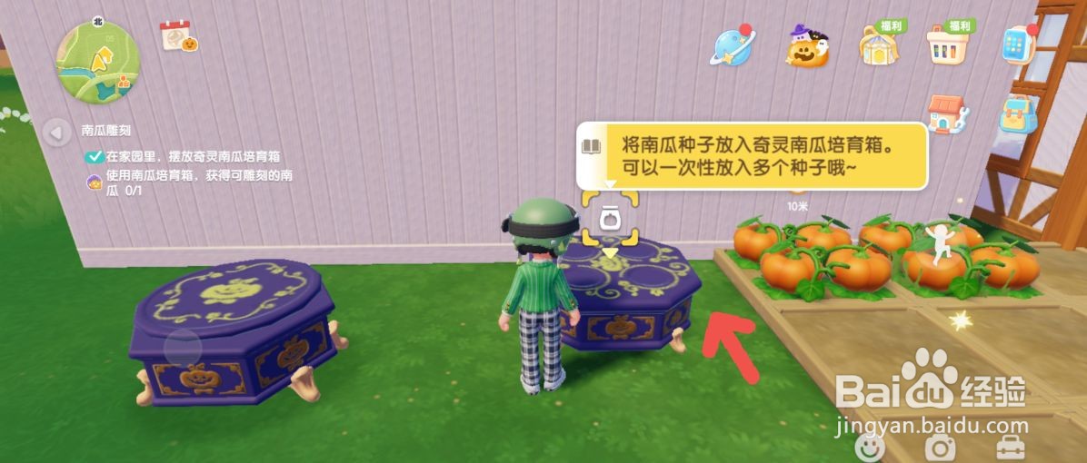 心动小镇怎么成功培育奇灵南瓜