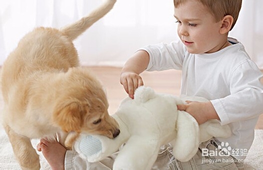 家里宝宝和宠物应该如果相处呢?
