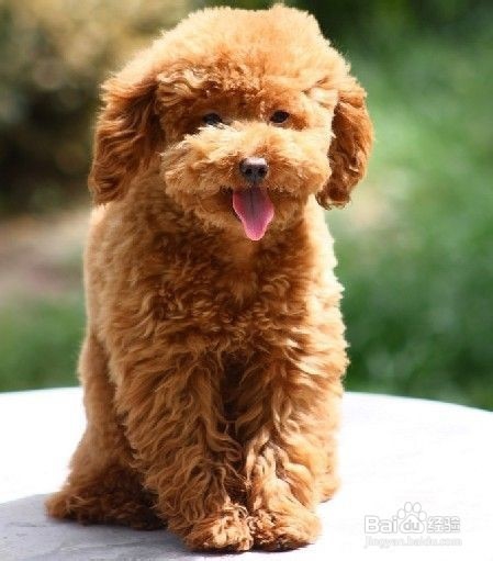 养泰迪犬的注意事项