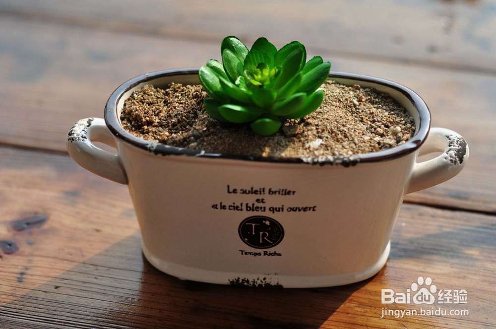 多肉种子怎么种